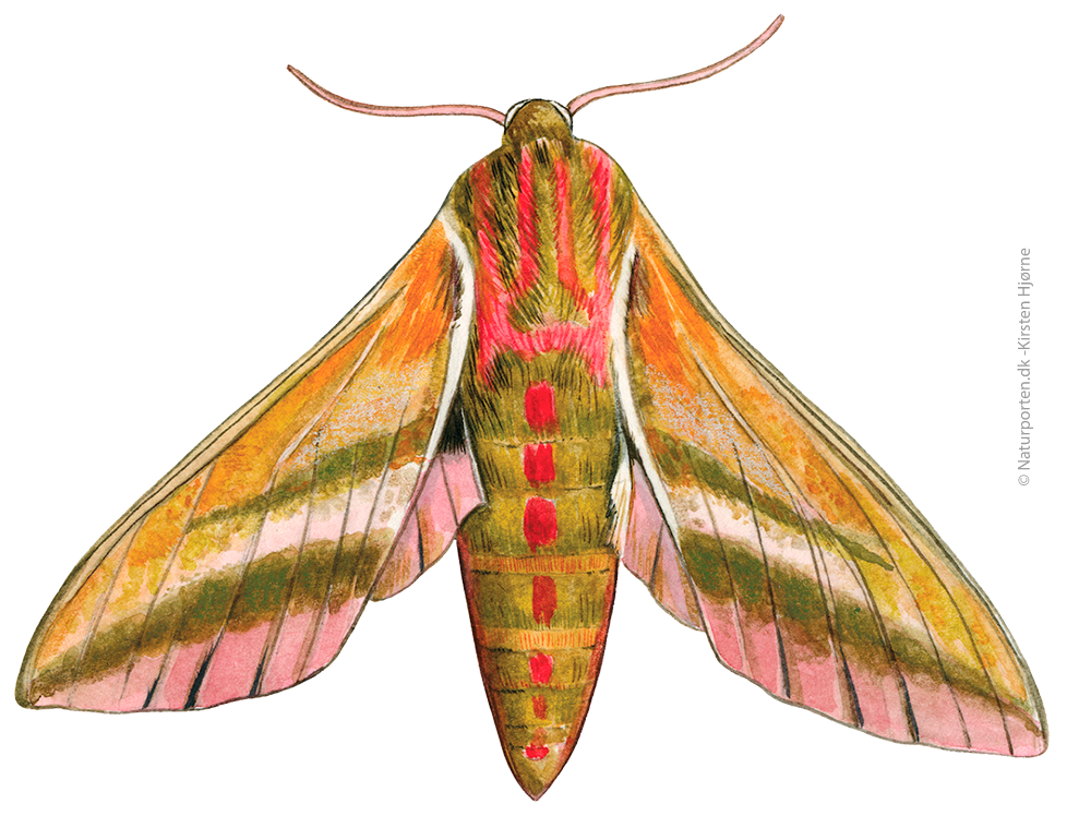 Dueurtsværmer  © Naturporten - Kirsten Hjørne