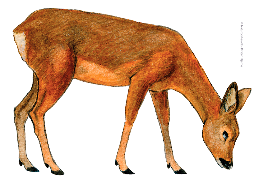 Rådyr hun © Naturporten - Kirsten Hjørne