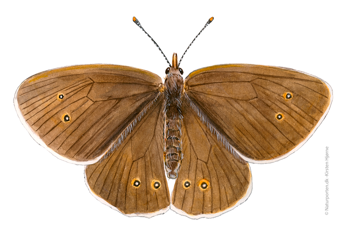 Engrandøje  © Naturporten - Kirsten Hjørne