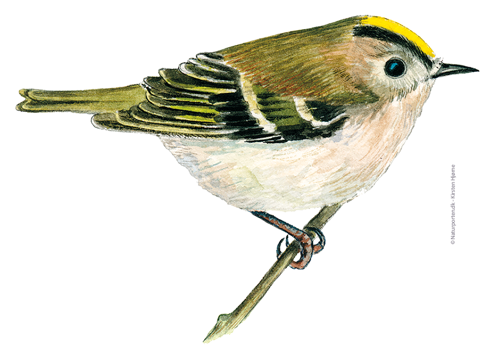 Fuglekonge © Naturporten - Kirsten Hjørne