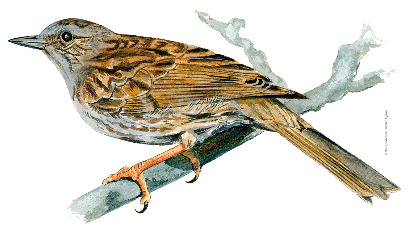Jernspurv © Naturporten - Kirsten Hjørne