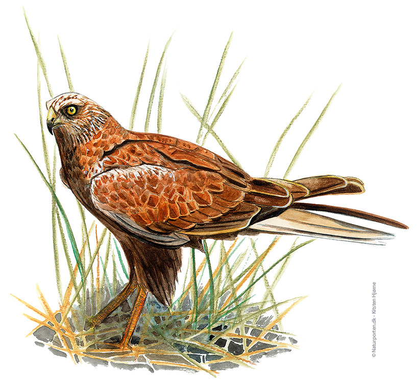Rørhøg © Naturporten - Kirsten Hjørne