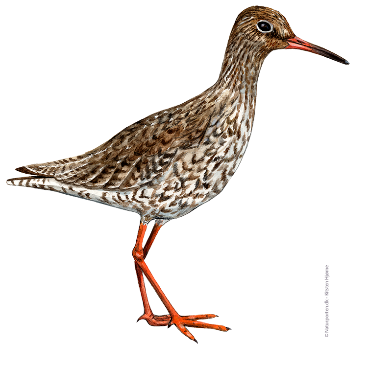 Rødben © Naturporten - Kirsten Hjørne