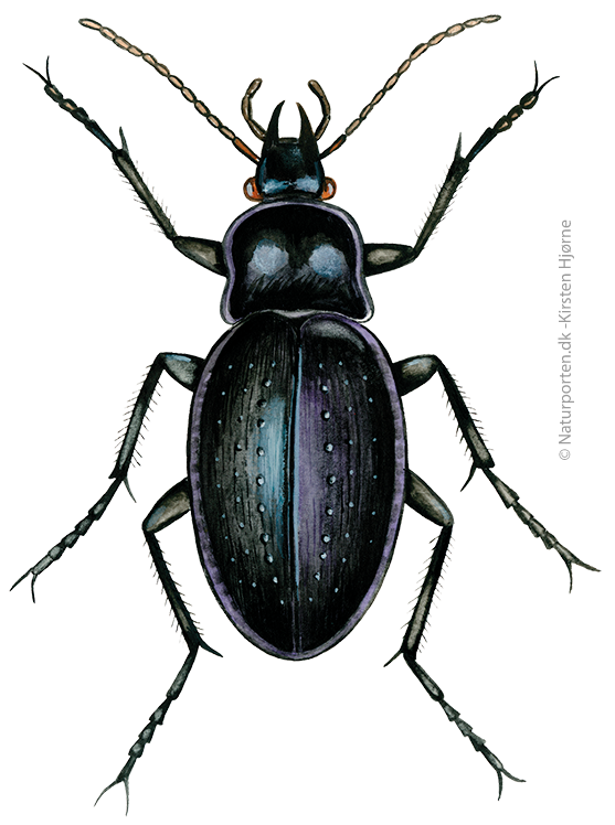 Kratløber © Naturporten - Kirsten Hjørne