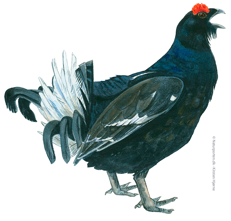 Urfugl © Naturporten - Kirsten Hjørne