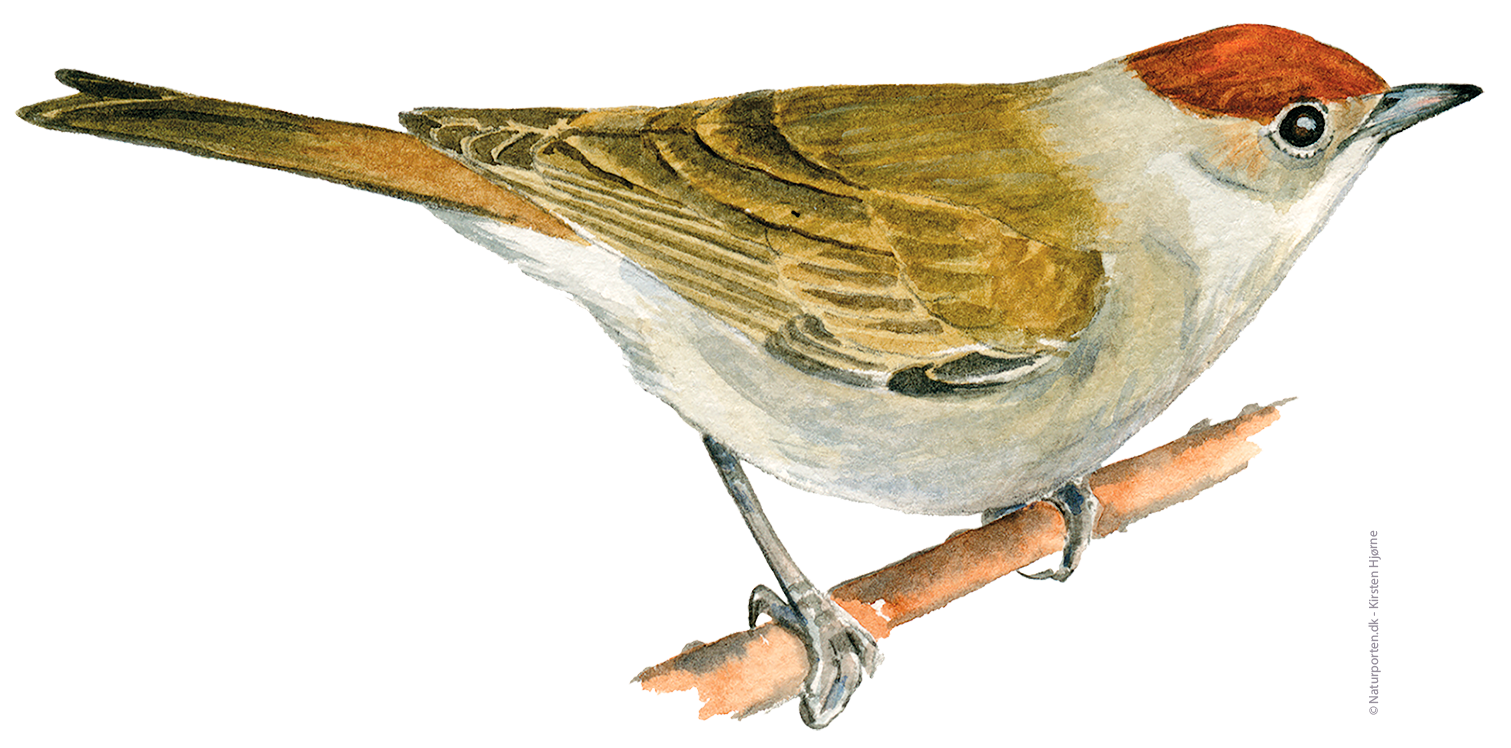 Munk hun © Naturporten - Kirsten Hjørne