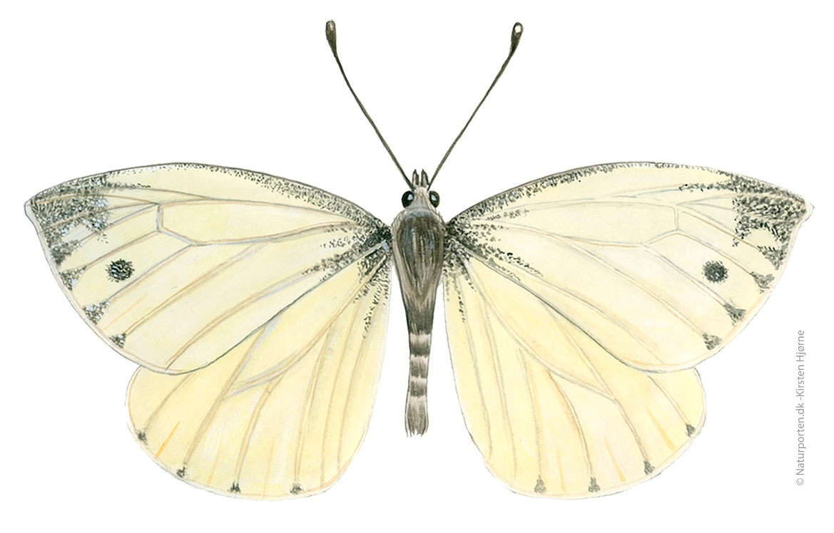 Grønåret kålsommerfugl  © Naturporten - Kirsten Hjørne