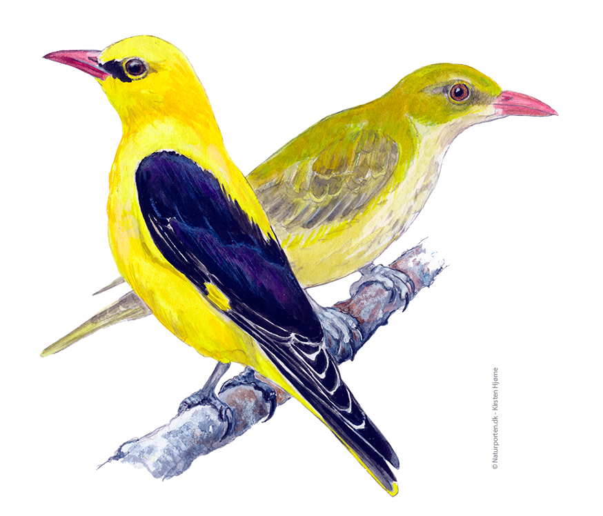 Pirol © Naturporten - Kirsten Hjørne