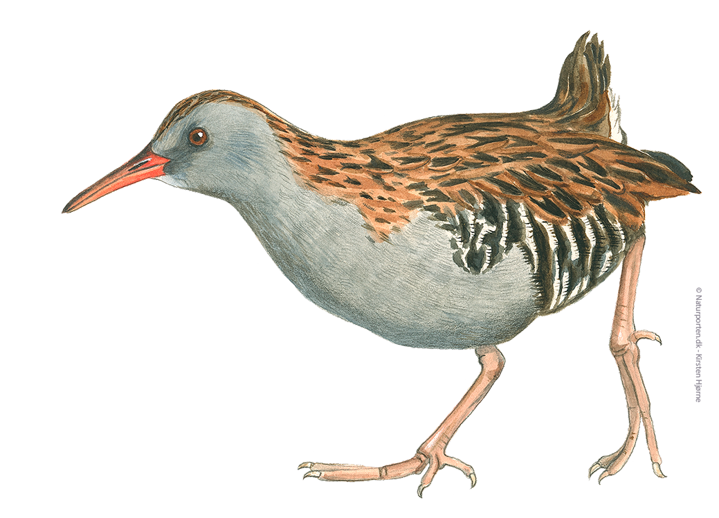 Vandrikse © Naturporten - Kirsten Hjørne