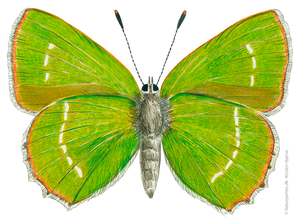 Grøn busksommerfugl  © Naturporten - Kirsten Hjørne