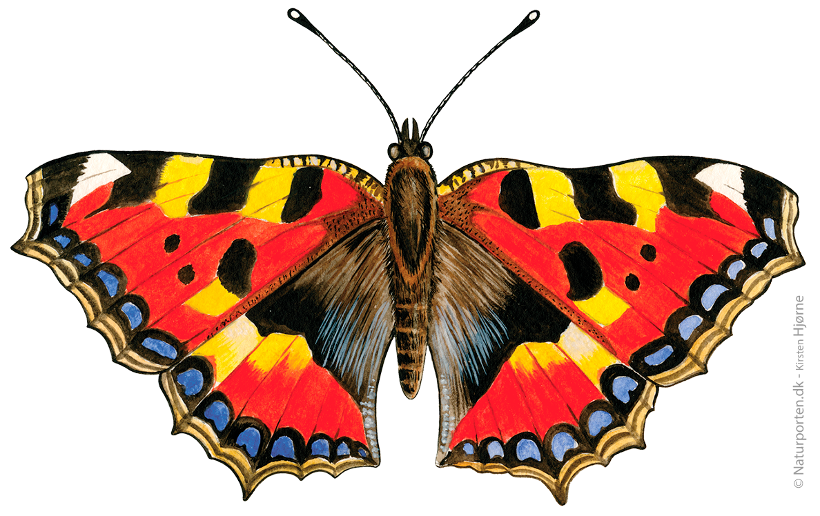 Nældens takvinge © Naturporten - Kirsten Hjørne