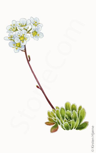 Klippe-stenbræk © Naturporten - Kirsten Hjørne