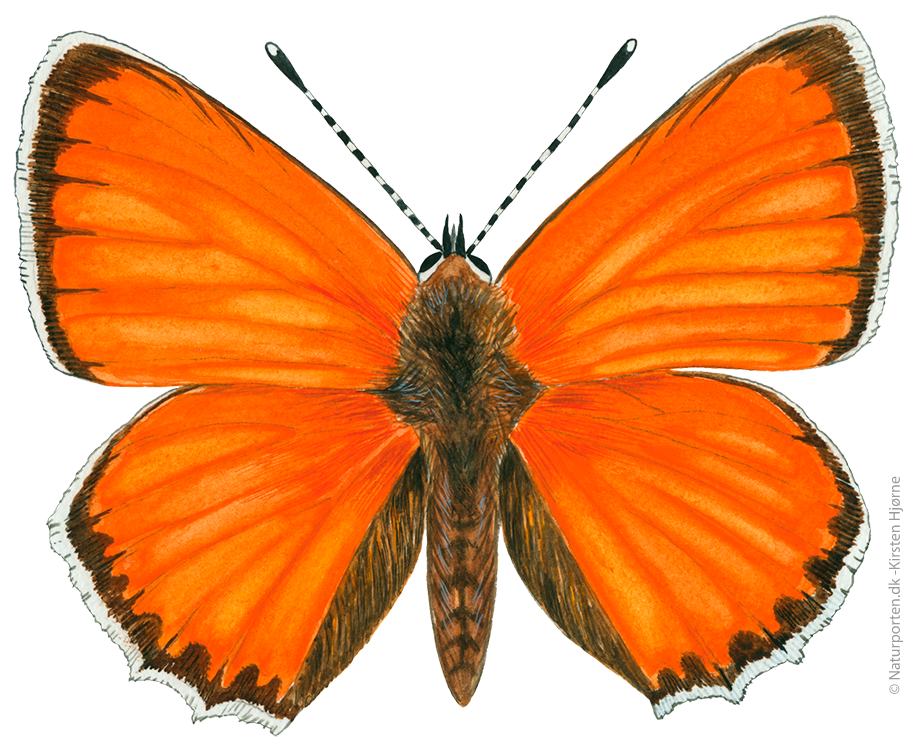 Dukatsommerfugl  © Naturporten - Kirsten Hjørne