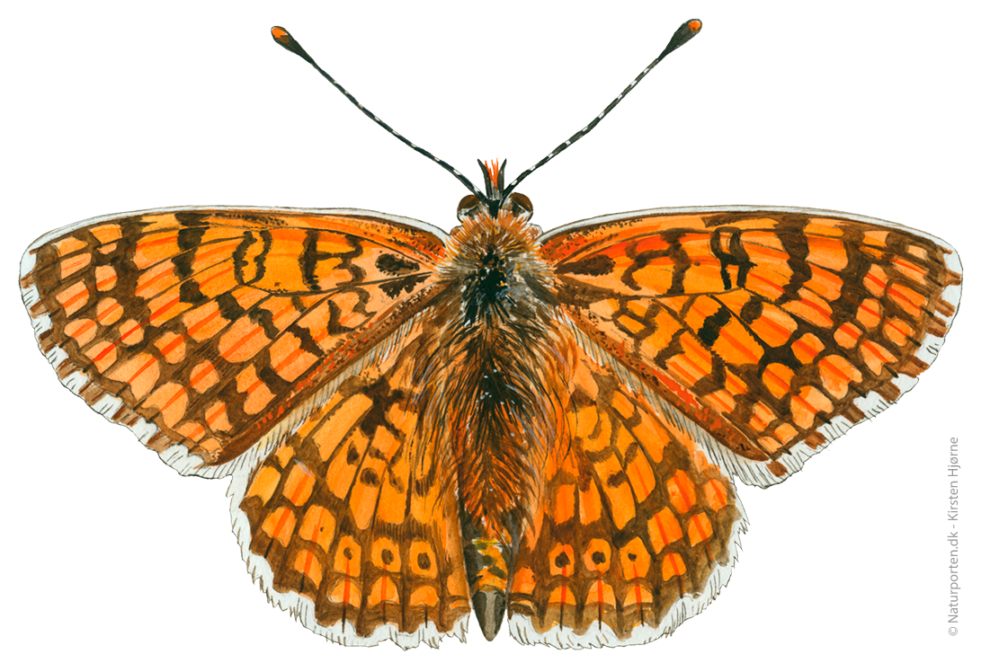 Okkergul pletvinge © Naturporten - Kirsten Hjørne