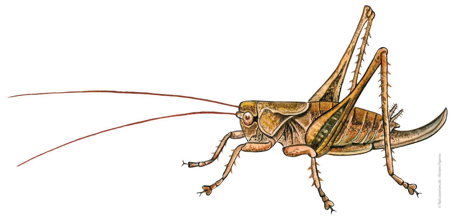 Buskgræshoppe  © Naturporten - Kirsten Hjørne