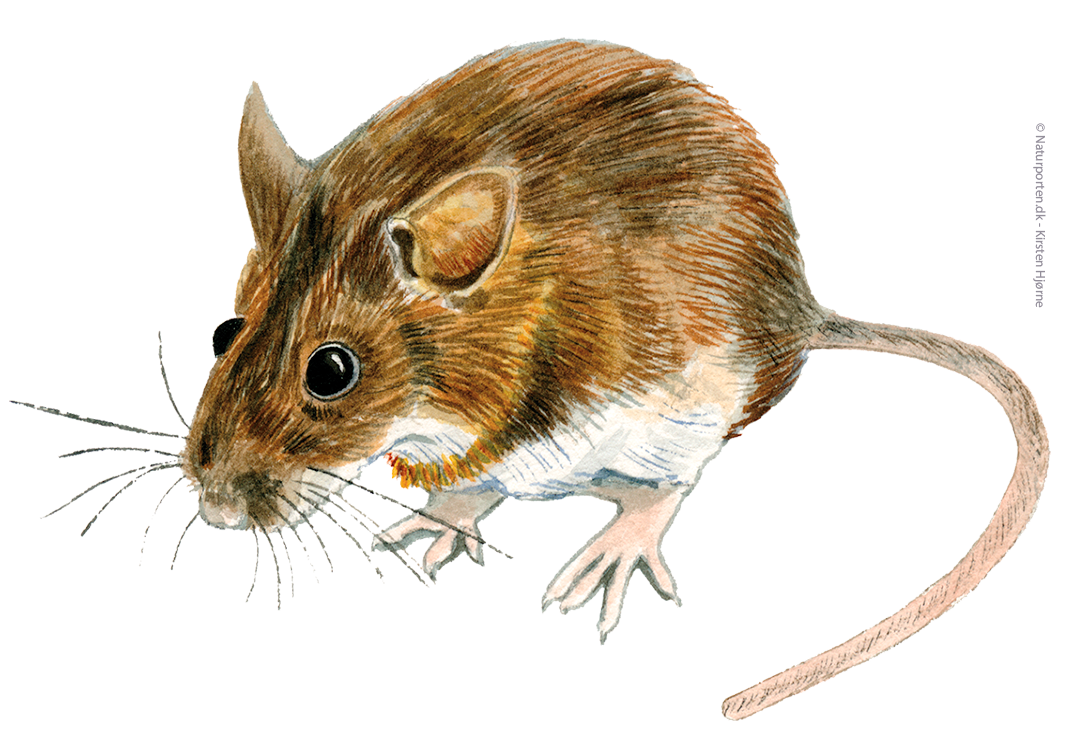 Halsbåndmus © Naturporten - Kirsten Hjørne