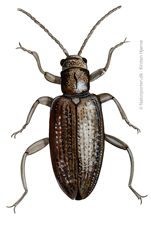 Sivbuk © Naturporten - Kirsten Hjørne