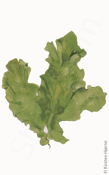 Mørk fjordsalat © Naturporten - Kirsten Hjørne