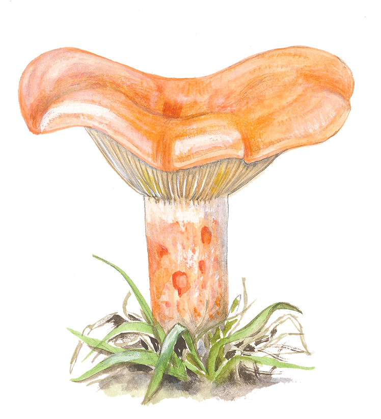 Velsmagende mælkehat © Naturporten - Kirsten Hjørne