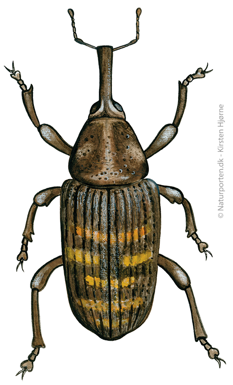 Nåletræssnudebille © Naturporten - Kirsten Hjørne