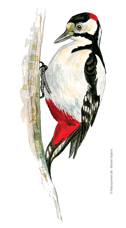 Stor flagspætte © Naturporten - Kirsten Hjørne