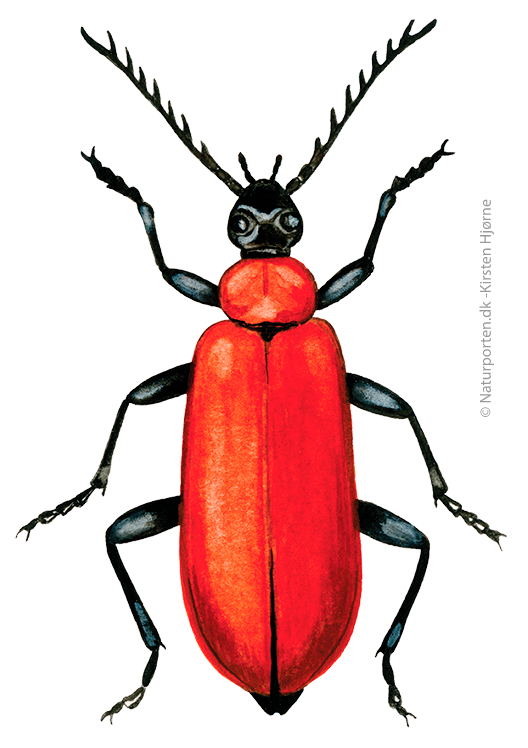 Kardinalbille © Naturporten - Kirsten Hjørne