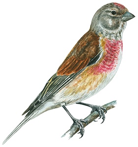 Tornirisk han © Naturporten - Kirsten Hjørne