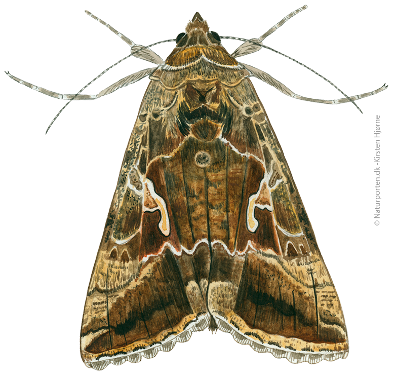 Gammaugle  © Naturporten - Kirsten Hjørne