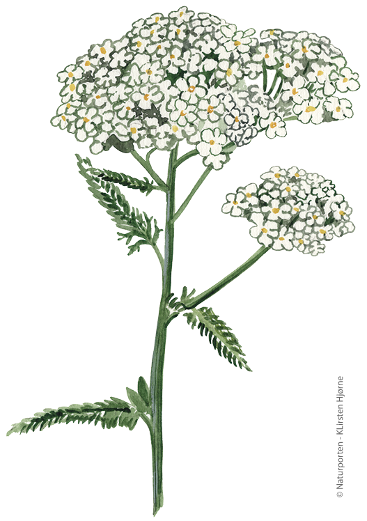 Almindelig røllike © Naturporten - Kirsten Hjørne