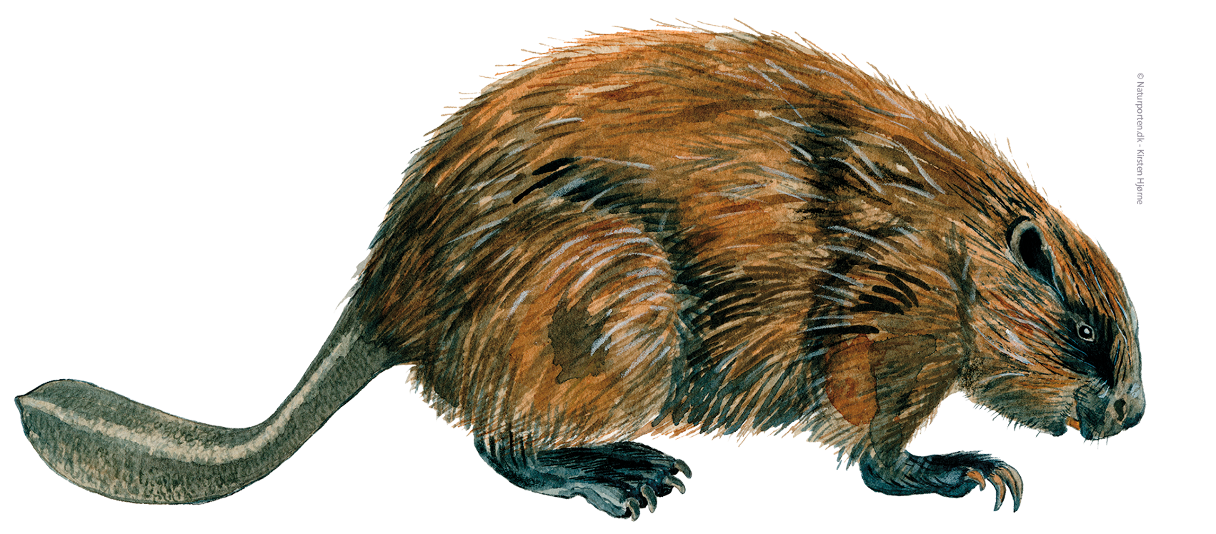 Bæver © Naturporten - Kirsten Hjørne