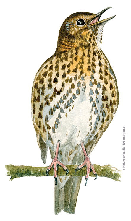 Sangdrossel © Naturporten - Kirsten Hjørne