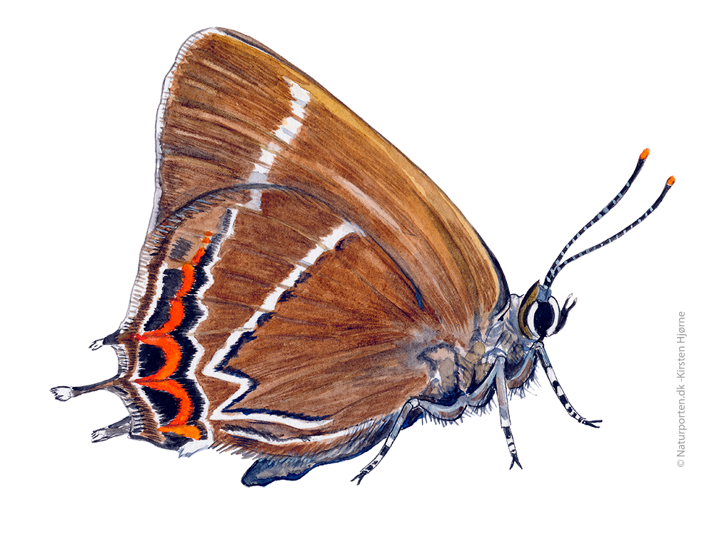 Det hvide W © Naturporten - Kirsten Hjørne