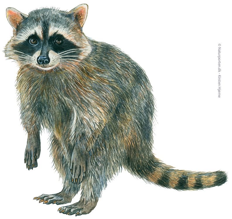 Vaskebjørn © Naturporten - Kirsten Hjørne