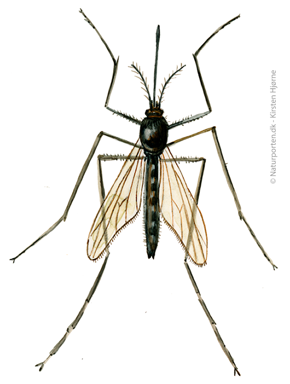 Stikmyg © Naturporten - Kirsten Hjørne