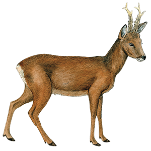 Rådyr han © Naturporten - Kirsten Hjørne