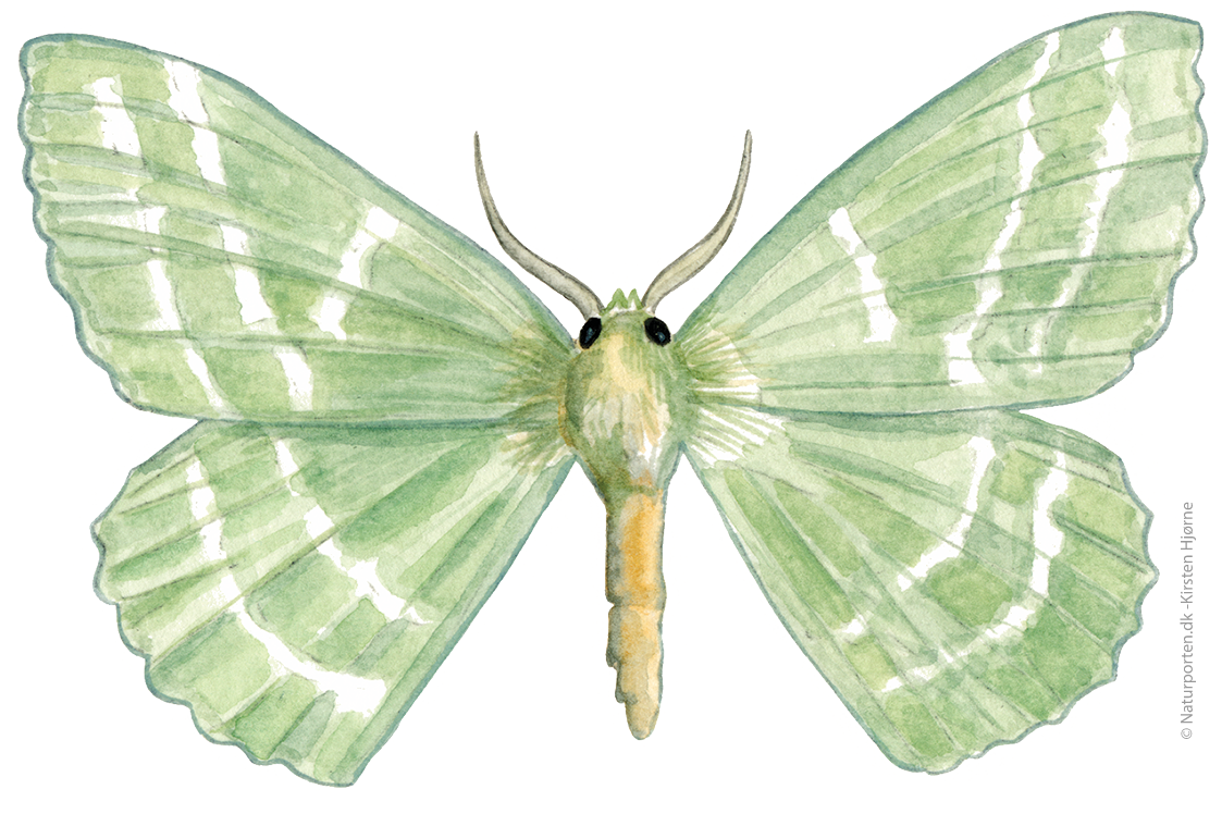 Grøn birkemåler  © Naturporten - Kirsten Hjørne