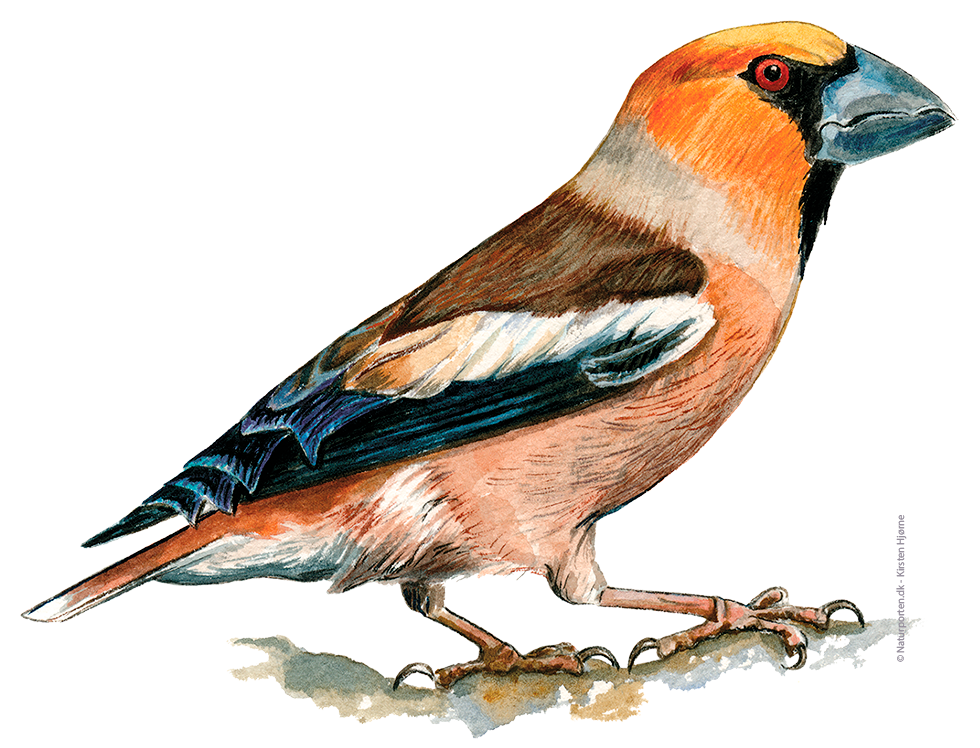 Kernebider © Naturporten - Kirsten Hjørne