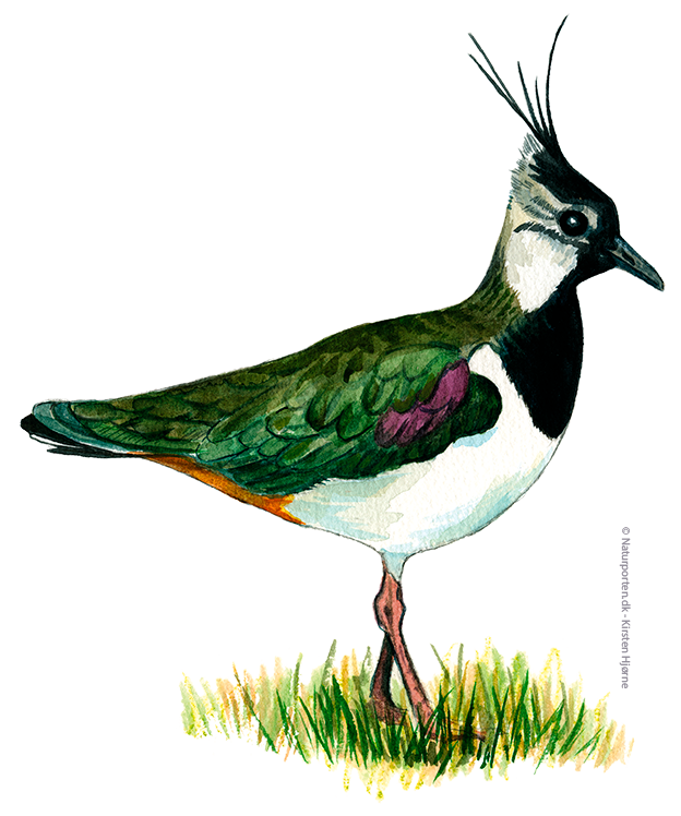 Vibe © Kirsten Hjørne