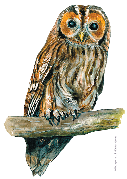 Natugle © Naturporten - Kirsten Hjørne