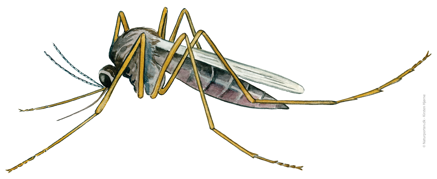 Skovmyg © Naturporten - Kirsten Hjørne