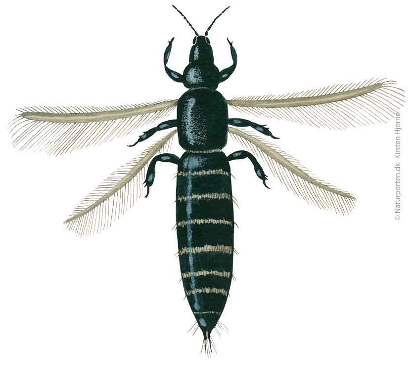 Frynsevinge © Naturporten - Kirsten Hjørne