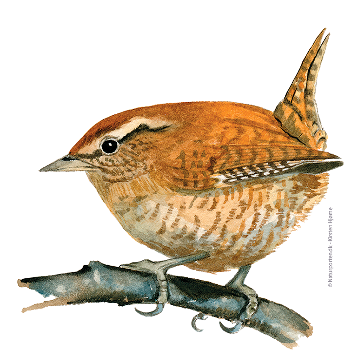 Gærdesmutte © Naturporten - Kirsten Hjørne