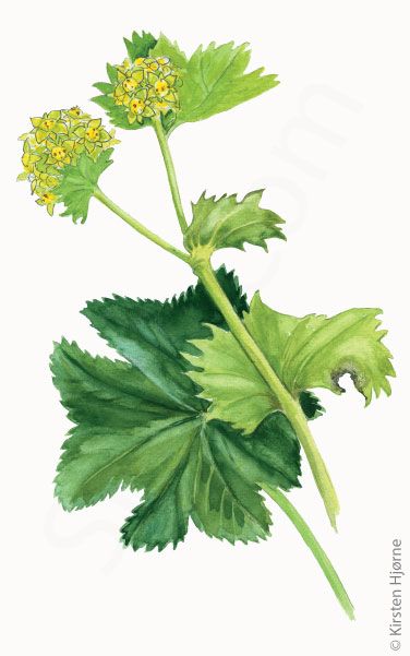 Kilde-løvefod © Naturporten - Kirsten Hjørne