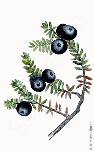 Fjeld-revling © Naturporten - Kirsten Hjørne