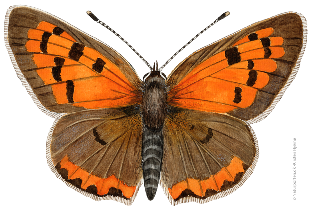 Lille ildfugl © Naturporten - Kirsten Hjørne