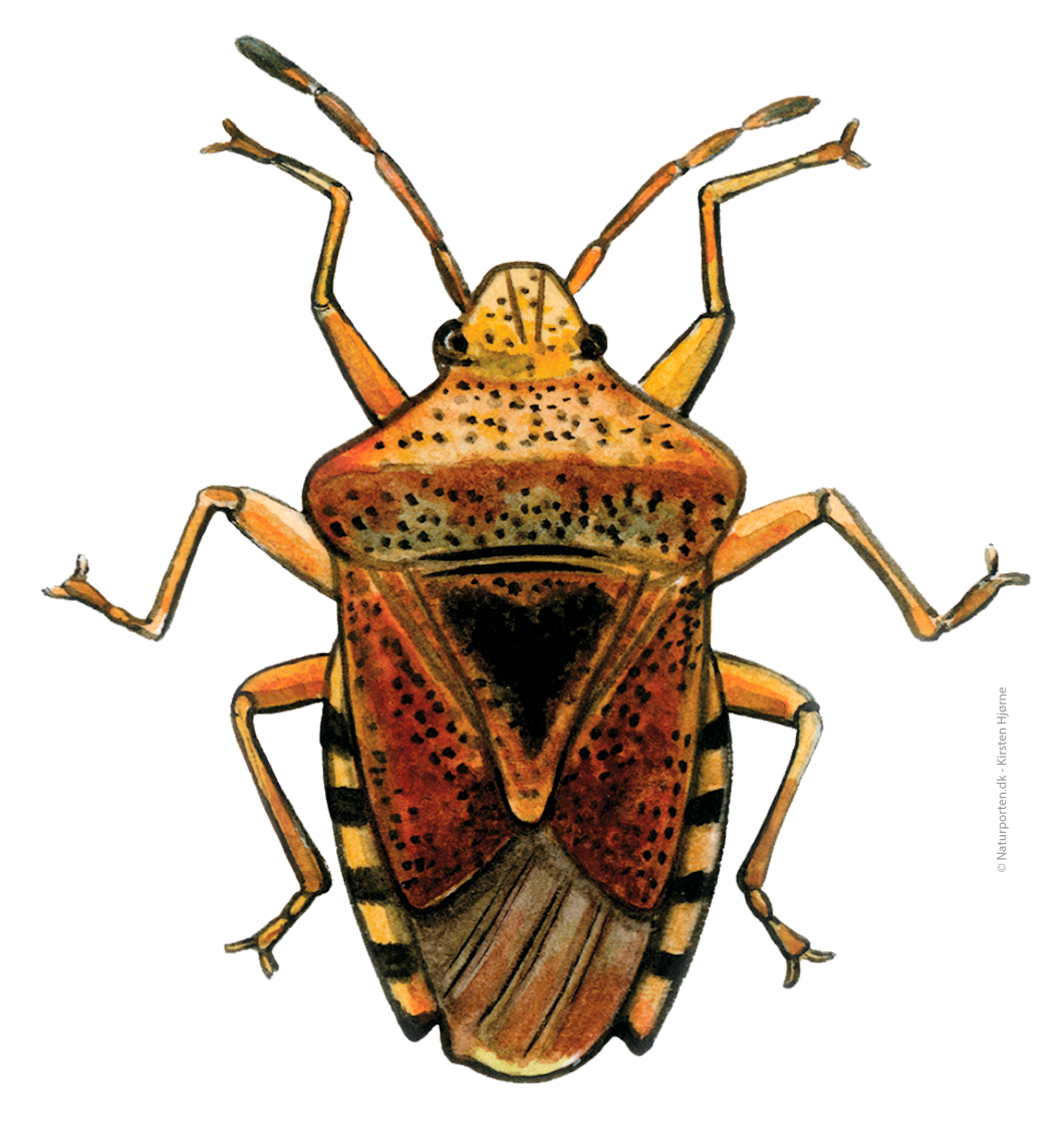 Birketæge © Naturporten - Kirsten Hjørne