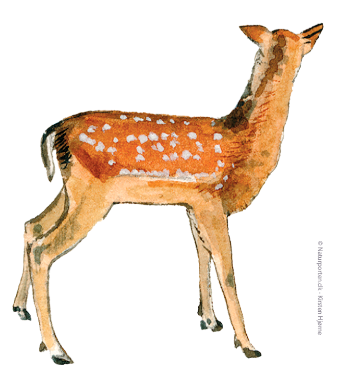 Dådyr lam © Kirsten Hjørne