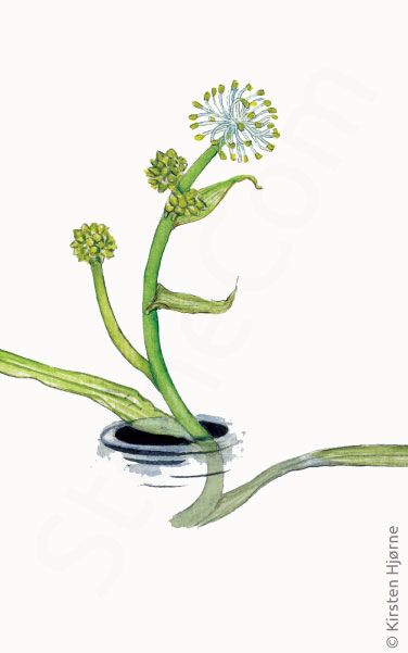 Fjeld-pindsvineknop © Naturporten - Kirsten Hjørne