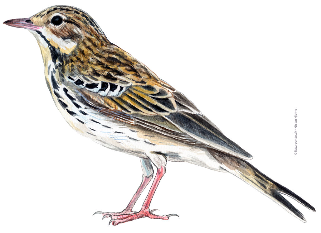 Skovpiber © Naturporten - Kirsten Hjørne