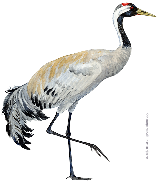 Trane © Naturporten - Kirsten Hjørne